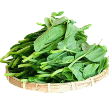 种菜记 肥仔豌豆苗种子  豌豆苗50克