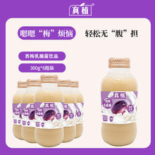 真植 西梅nfc乳酸菌饮料玻璃瓶300g*6瓶