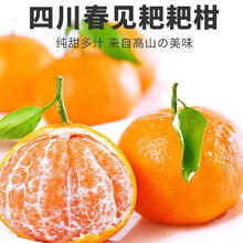 松林美果现摘现发春见耙耙柑新鲜水果新鲜橘子当季整箱 带箱5-6斤中果