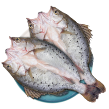 25号0点；鲜京采三去海鲈鱼500g*3条 生鲜鱼类 白蕉鲈鱼地标 净重1.5kg 源头直发