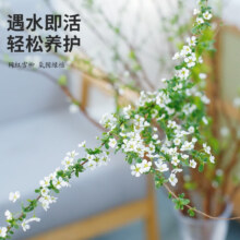 百亿补贴、双11狂欢：开时果 雪柳鲜切干枝遇水开花  雪柳10支 不含盆