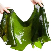 霞浦新鲜海带 盐渍整张海带 5斤(2500g)