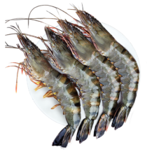 双11开门红、plus会员：东上御品 海鲜虾类大号黑虎虾净重1kg 30-40只/盒