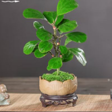 京东百亿补贴：开时果 小盼菩提盆栽（带果发货）舍得盆+苔藓+底托（2-5颗果子）