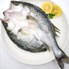 鲜京采 三去海鲈鱼500g*3条 生鲜鱼类 白蕉鲈鱼地标 净重1.5kg