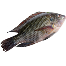 GUO LIAN国联水产 三去罗非鱼1.4kg 4条 海鲜鱼类 源头直发