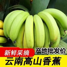 【9斤超高性价比】云南香蕉现摘青果自然熟香蕉新鲜水果整箱包邮