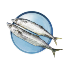 plus，需首购：盖世 大连鲅鱼 500g*3件
