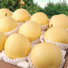 某宝买菜农场直发！河北正宗白皇冠梨 带箱5斤