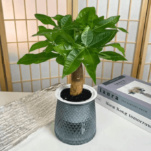 花点时间 发财树/文竹/金边吊兰/鸟巢蕨等9款绿植盆栽 20-40cm￥19.90 6.0折