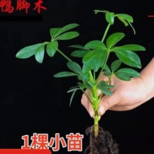 JX 京喜 发财树鸭脚木 送肥料