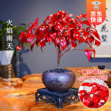 开时果 火焰南天竹桌面盆栽植物 舍得紫砂盆+黑沙+底托