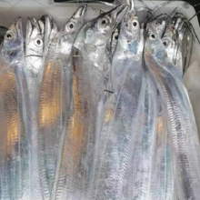 双11巅峰：鲜京采 【冰鲜钓带】舟山钓带现钓大带鱼整条6条/1.8kg 源头直发