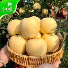 Mr.Seafood 京鲜生 山东烟台 黄金维纳斯苹果净重4.5斤 单果170g起