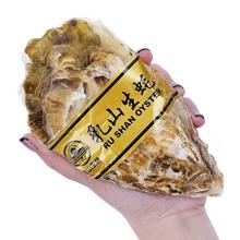 大号 乳山生蚝 4XL鲜活 2.5斤 （带官方溯源防伪标识、死蚝包赔）31.5元（需买2件，需用券）