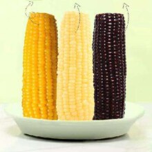 PLUS会员：珍谷诱惑 24年东北糯玉米黄糯玉米 200g*10穗*3件