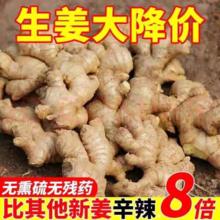 新鲜生姜甄选大姜带泥老姜辛辣十足月子姜天然调味品烹饪精品大姜
