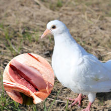 田野尽头 江苏散养乳鸽 1kg (3只装)