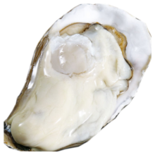 牧海翁乳山生蚝鲜活特大牡蛎生鲜贝类新鲜海蛎子带壳生蚝肉【三倍体】 乳山生蚝XXXXL带箱5斤