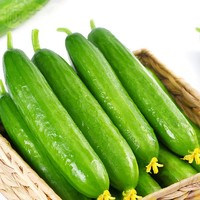 鲜蔡家 脆嫩水果黄瓜 5斤