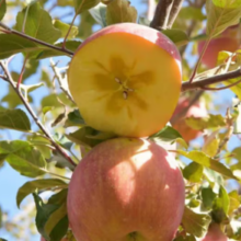 AKSU APPLE 阿克苏苹果 新疆冰糖心苹果 22-25枚 单果150-180g