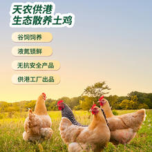 88VIP会员：天农 清远供港走地鸡800g农家谷物土鸡 无抗散养90天童子鸡肉整鸡