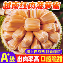 鲜福林越南红心黄肉菠萝蜜当季新鲜水果整箱整颗菠萝蜜 精选8-9斤整个