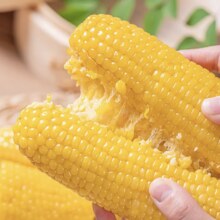 笨恰恰 东北白糯玉米260g*10根