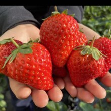 百亿补贴:蒲恋大凉山红颜草莓单果8克+  净重2.4-3斤