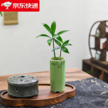 京东百亿补贴：八芽 盆栽竹柏-绿色冰裂小直筒-陶瓷瓶 带盆栽好