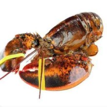PLUS会员：鲜驰熟冻 波士顿龙虾 净重400-500g*2只