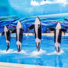 珠海长隆马戏酒店 3天2晚 海洋王国飞船乐园可选长隆秀/卡卡虎/晚餐