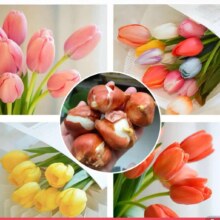 百亿补贴：京东鲜花 郁金香种球 带芽5颗