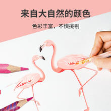 Maped 马培德 动物油性彩色铅笔 24色无木彩铅