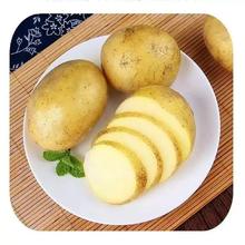 5斤装精品当季新鲜土豆农家自种小土豆蔬菜马铃薯黄心优质现挖
