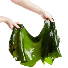 霞浦新鲜海带 盐渍整张海带 5斤(2500g)