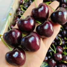 愉果（yuguo）车厘子水果樱桃 智利进口现货多地次日达 1.2kg J级26-28mm大果优选