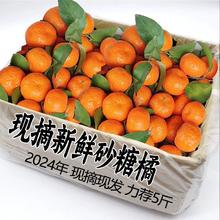 2024正宗广西砂糖橘 1斤 小果