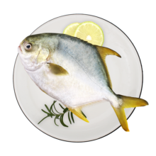 环球水产 南海金鲳鱼500g 2条装 BAP 冷冻火锅食材 鱼类海鲜 生鲜