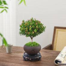 京东百亿补贴：八芽 小叶赤楠盆景 舍得紫砂盆+苔藓+底座