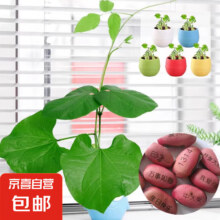 刻字魔力豆-祝福类*2个