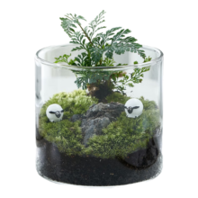 八芽  趣味绿植盆栽盆景  观山狼尾蕨-小白熊-含竹底托 带玻璃杯