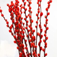京东百亿补贴：开时果 银柳鲜枝干花 60cm*10枝