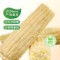 喵满分 精选鲜白糯玉米 220g*8根