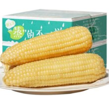 【禾久】禾久甜糯玉米鲜食粘糯非东北玉米棒粒非转基因真空袋装