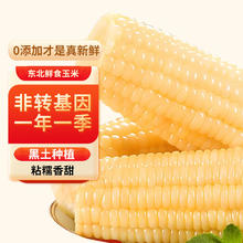 东北玉米 白糯玉米10支