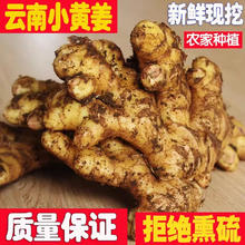 牛爱鲜 云南小黄姜新鲜蔬菜生姜老姜种子现挖沙姜 1000g 带泥土发