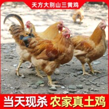 国企品质，天方大别山 农家散养三黄鸡 2斤