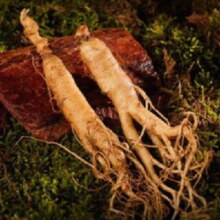 CBM GINSENG 长白山人参 鲜人参 5支