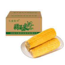 2024年新东北黄糯玉米10根真空包装新鲜现摘香粘粘苞米非即食粗粮